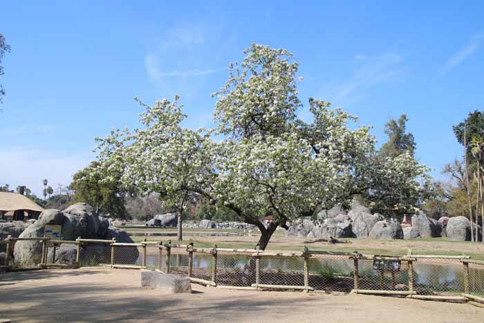 pear tree in bloom