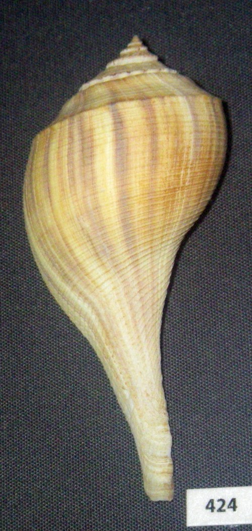 Pear Whelk (Busycotypus spiratus)