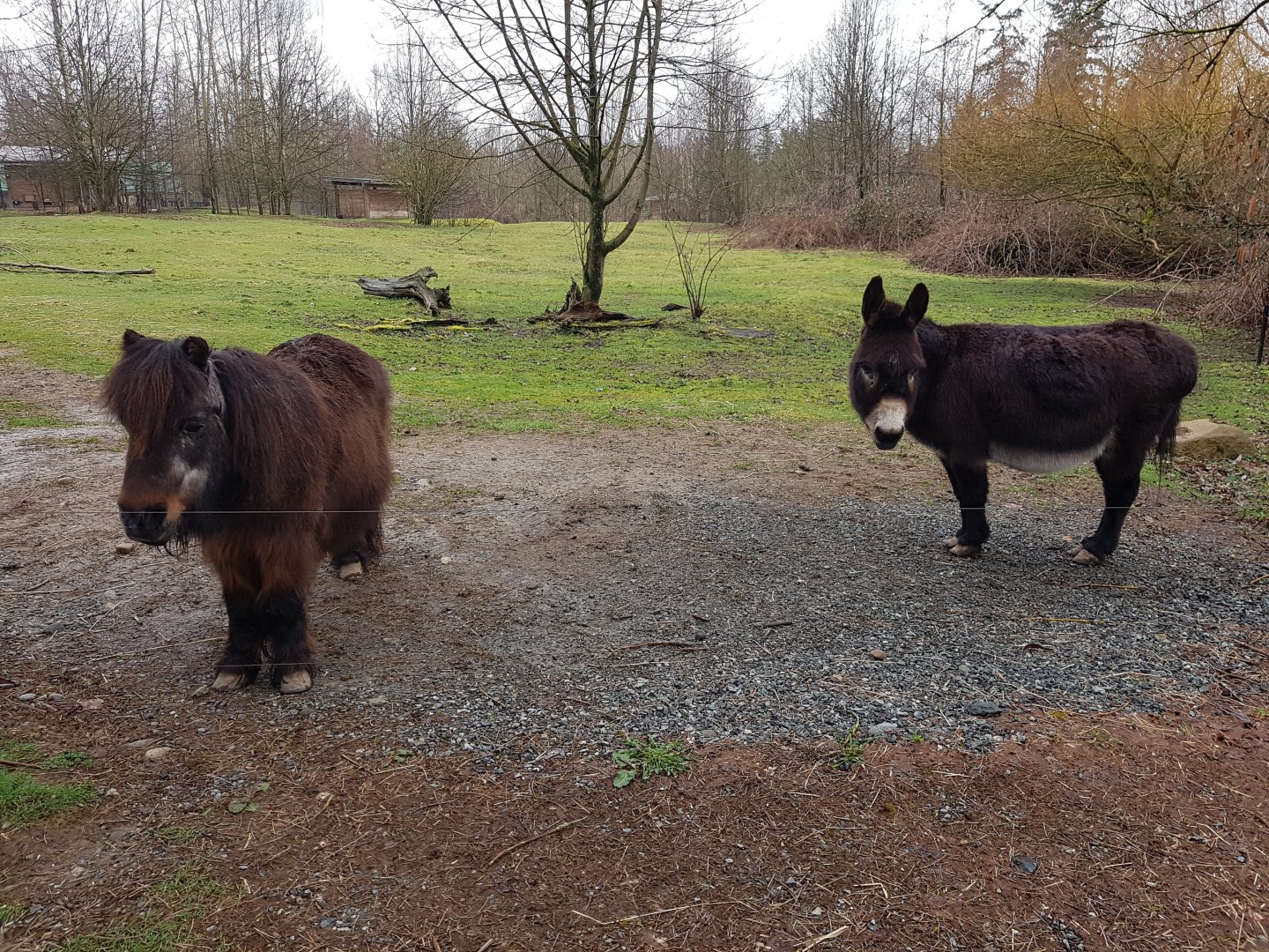 Pearl (American Miniature Horse) & Bob (Domestic Donkey)