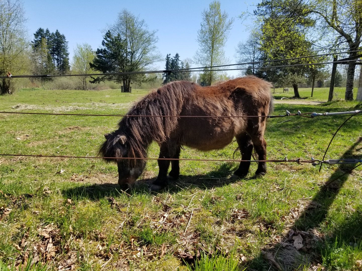Pearl (American Miniature Horse)