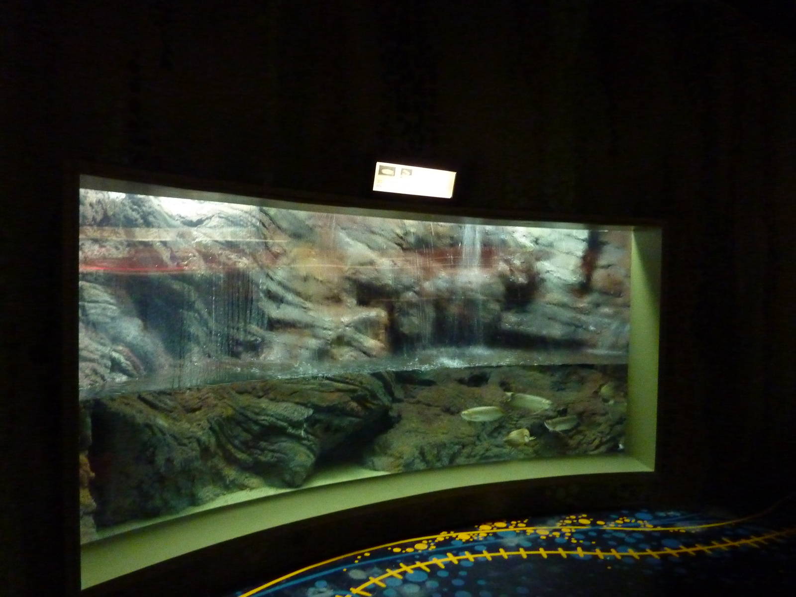 Pearl arowana tank, 10th April 2012