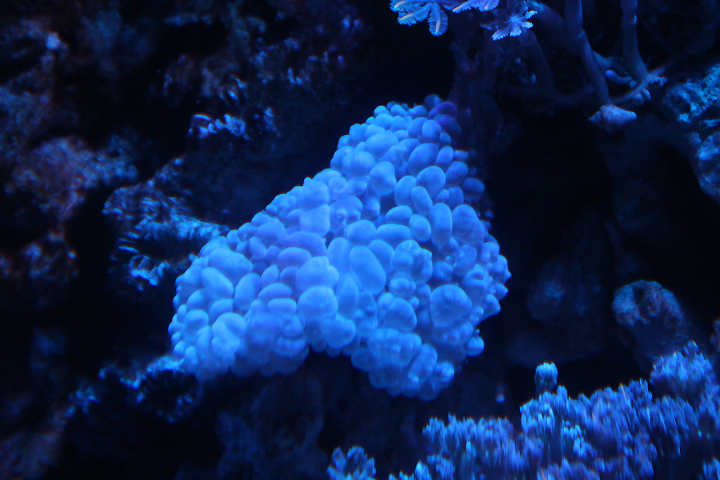 Pearl bubble coral (Physogyra lichtensteini)