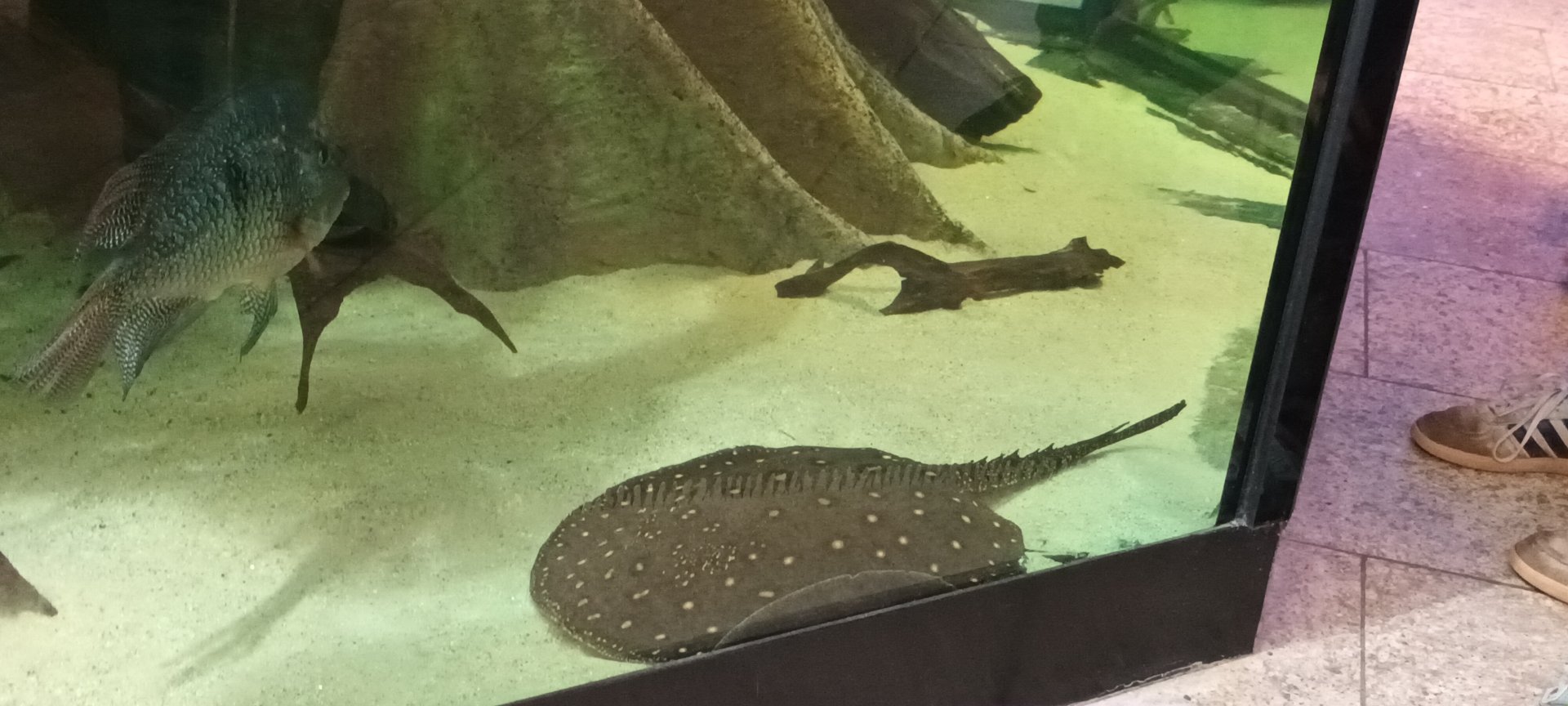 Pearl Cichlid and Ocellated Stingray