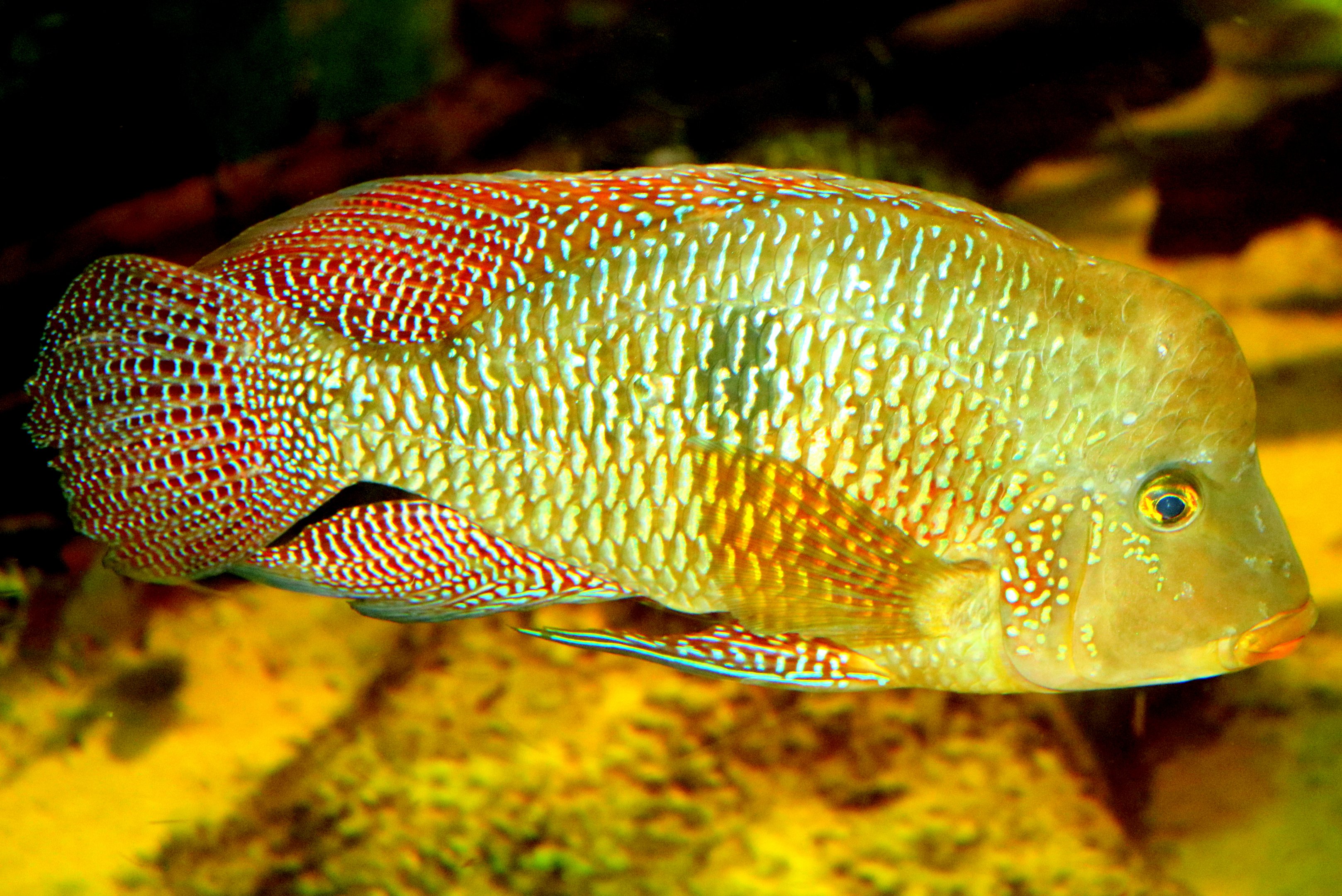 Pearl cichlid; Colchester; 7th February 2020