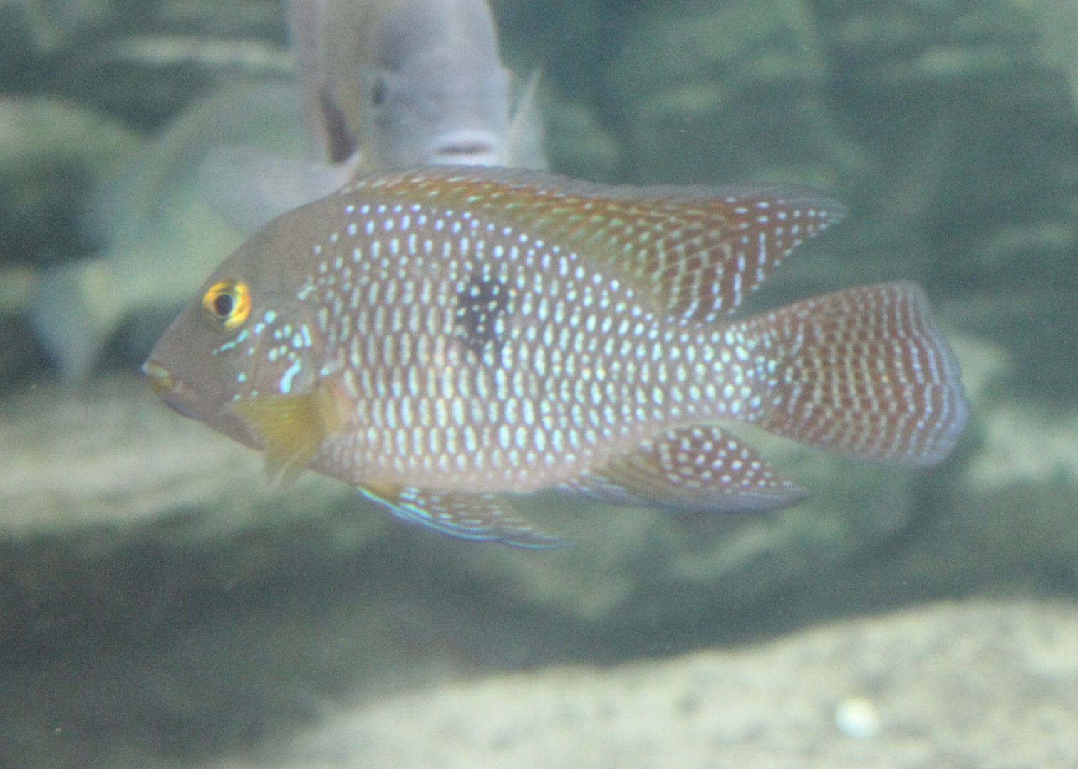 Pearl cichlid - Geophagus brasiliensis