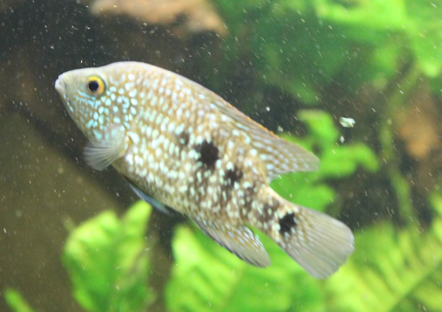 Pearl cichlid - Herichthys carpintis