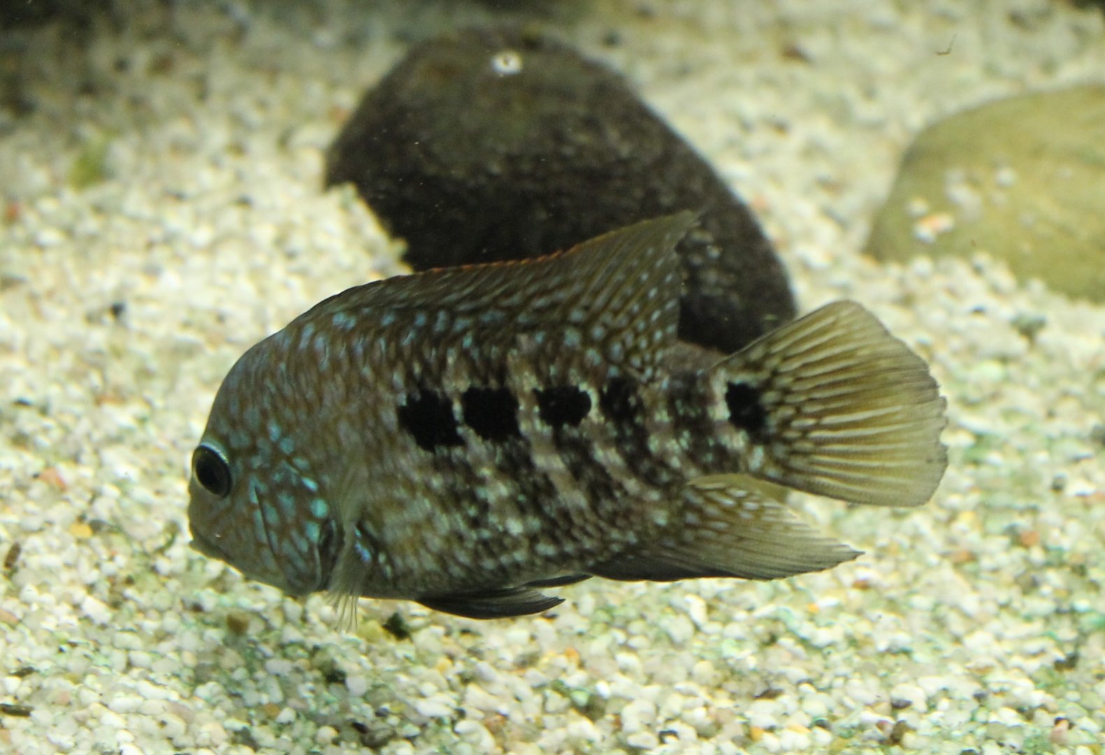 Pearl cichlid - Herichthys carpintis