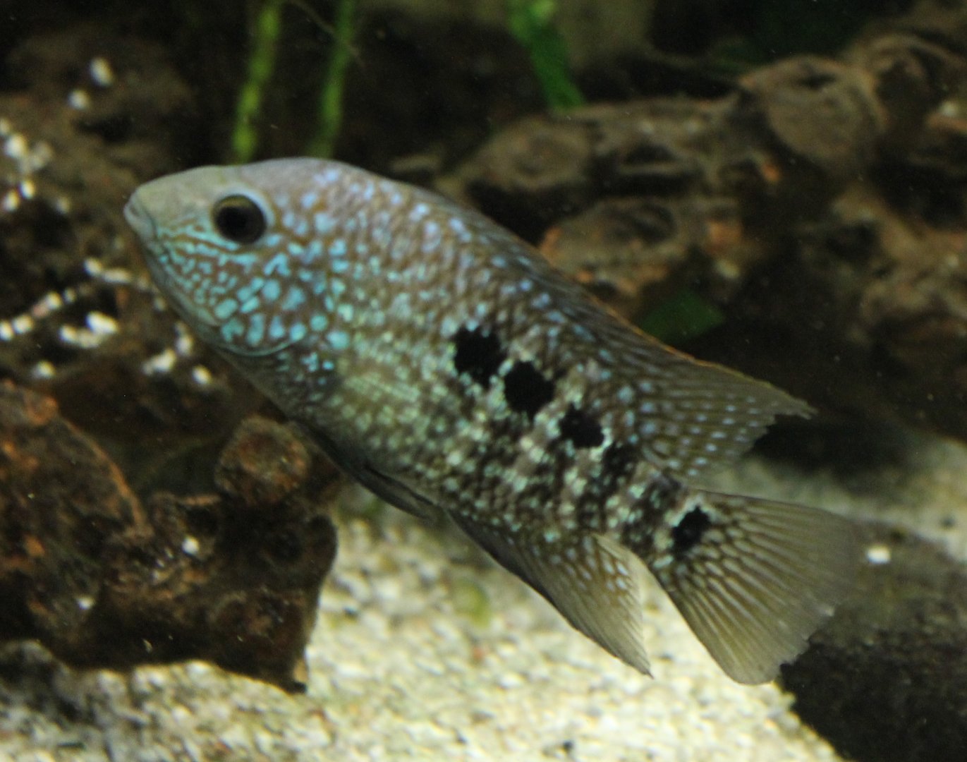 Pearl cichlid - Herichthys carpintis