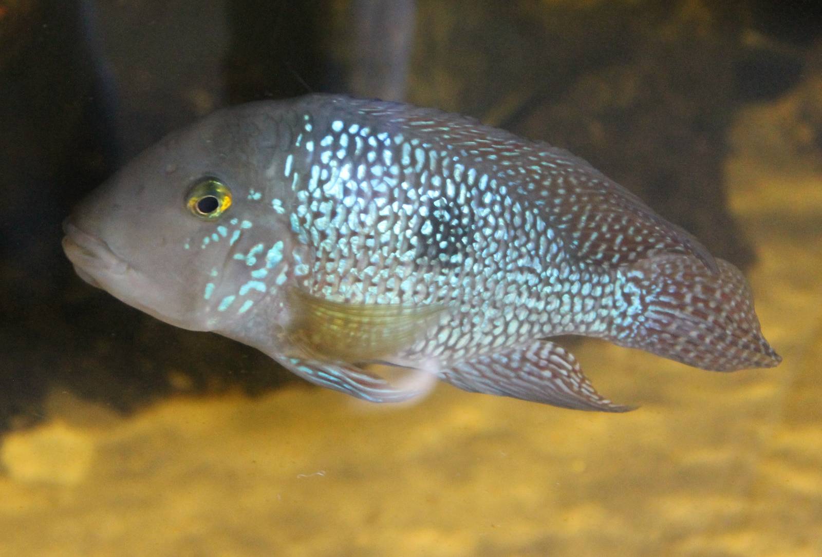 Pearl cichlid