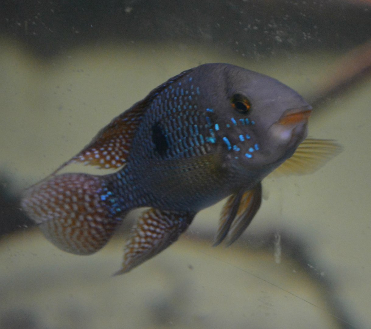 Pearl Cichlid
