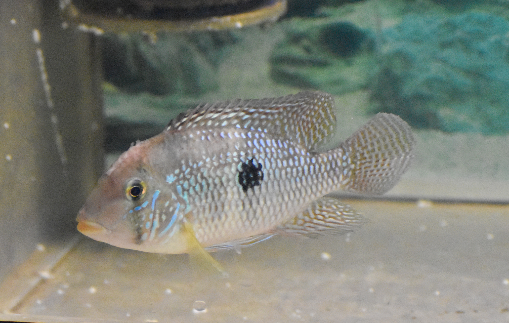 Pearl Cichlid
