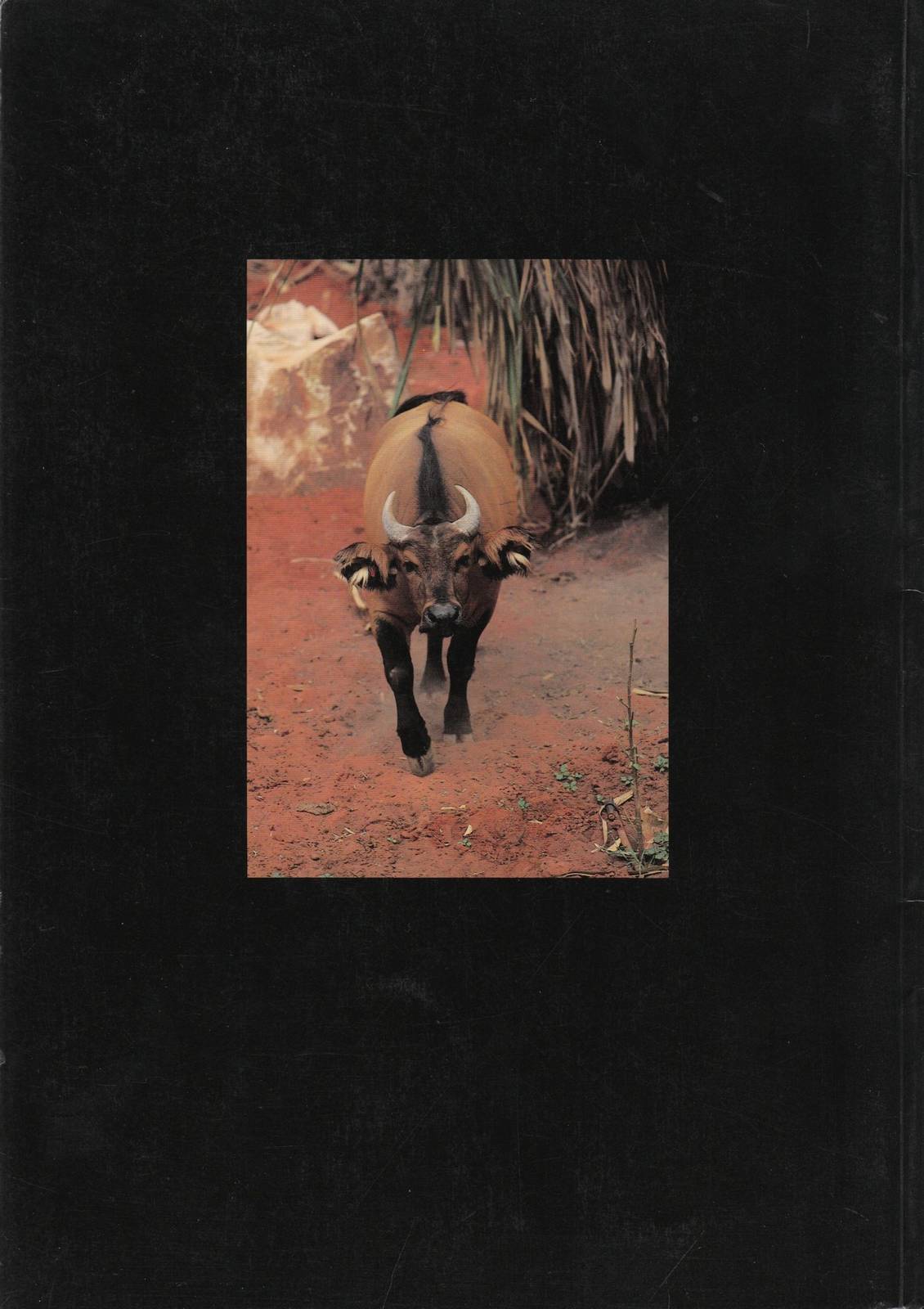 Pearl Coast Zoo - historical memorabilia