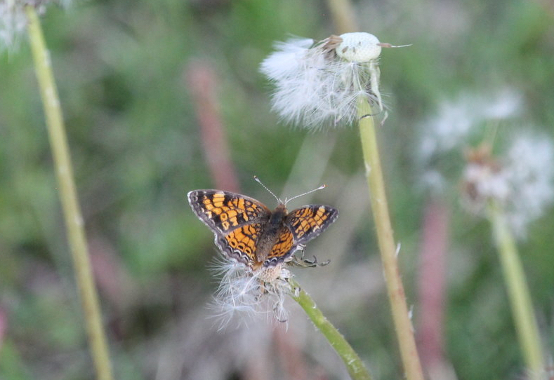 Pearl crescent (Phyciodes tharos)