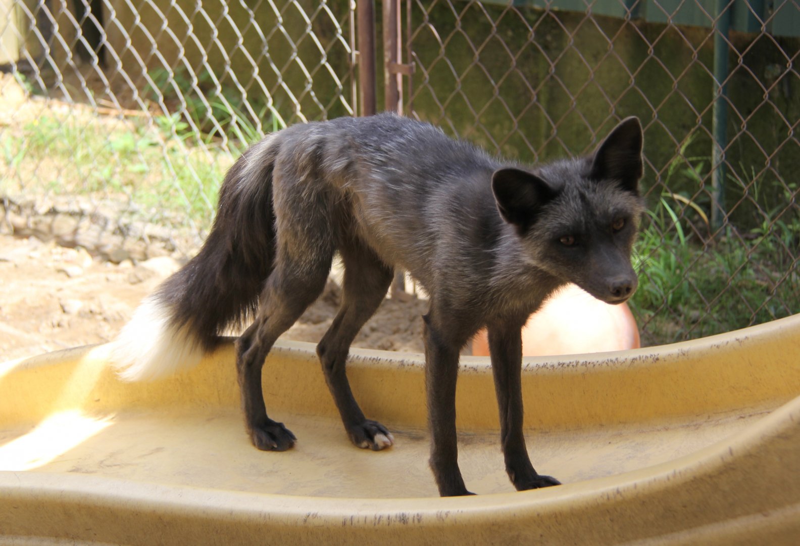 Pearl Fox (Vulpes vulpes)