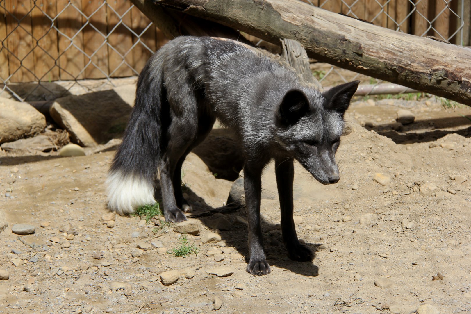Pearl Fox (Vulpes vulpes)