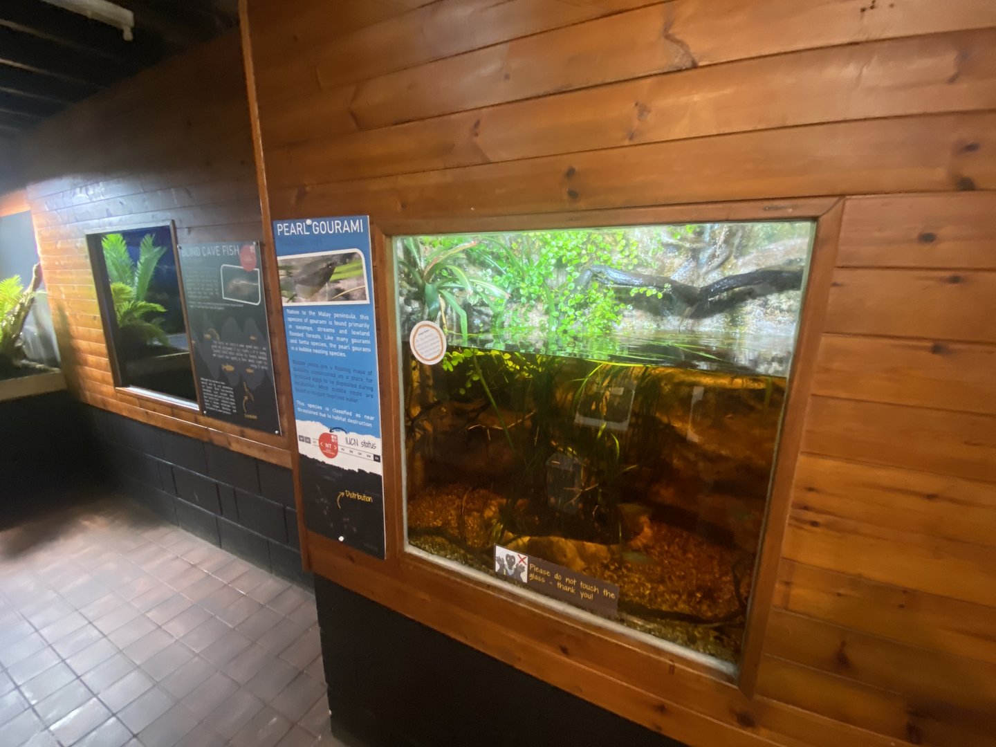 Pearl gourami exhibit 230922