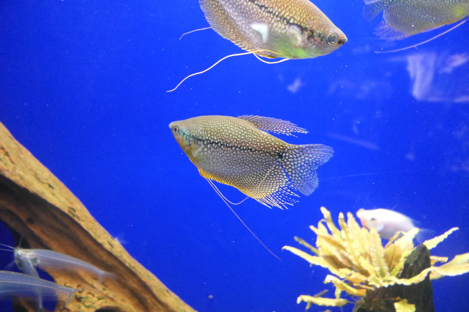 Pearl Gourami (Trichogaster leerii)