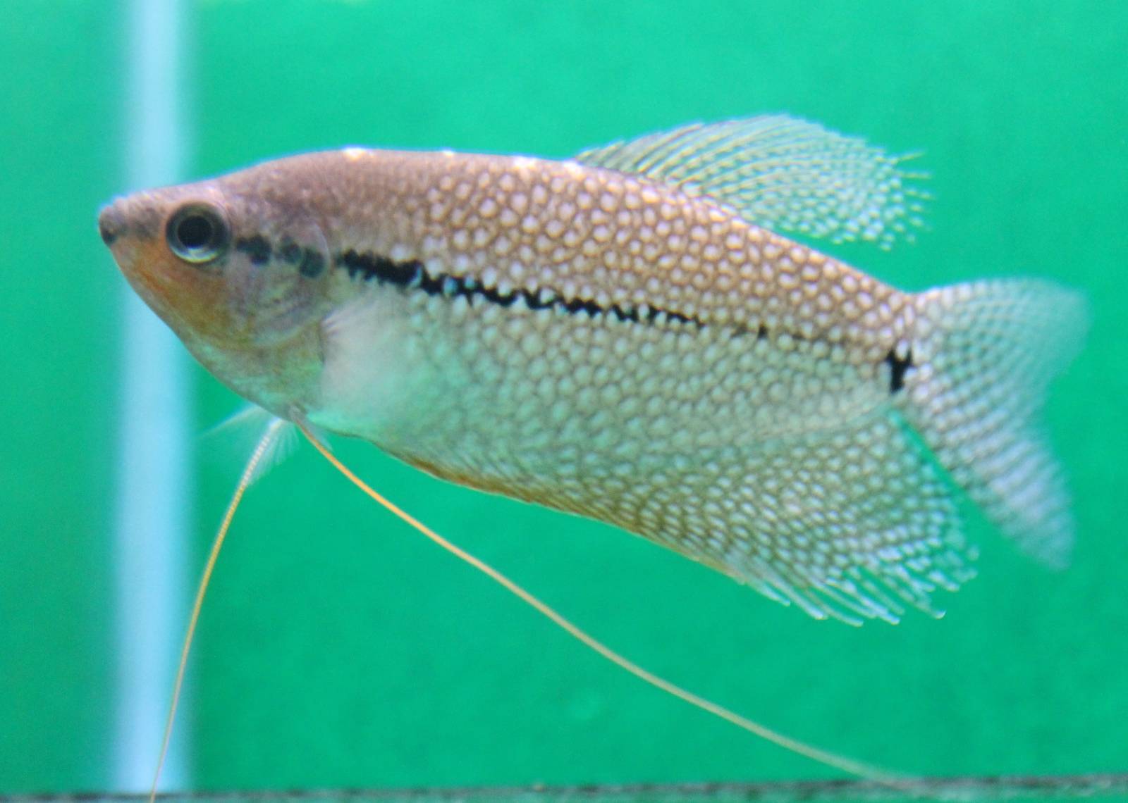 Pearl gourami