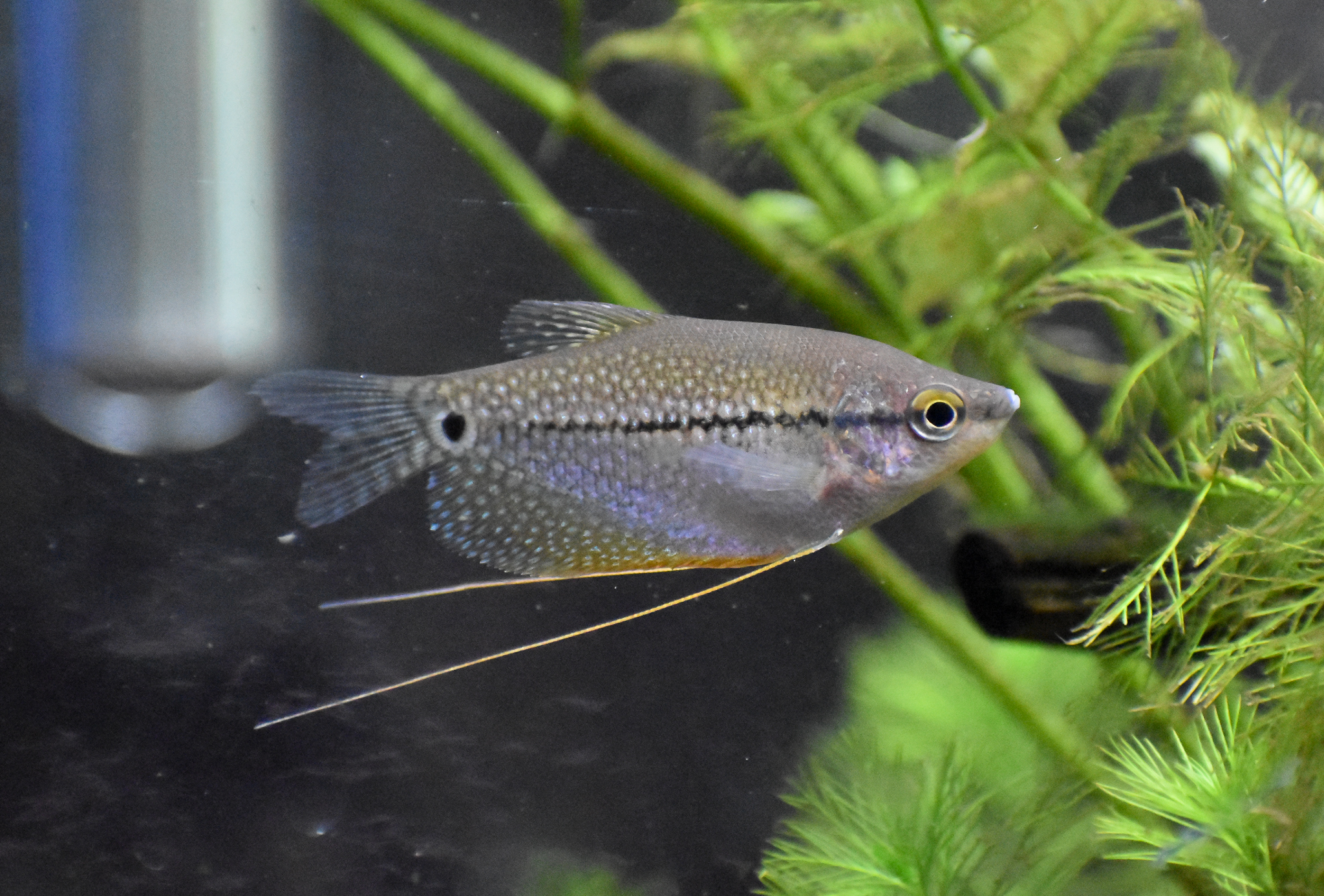 Pearl Gourami