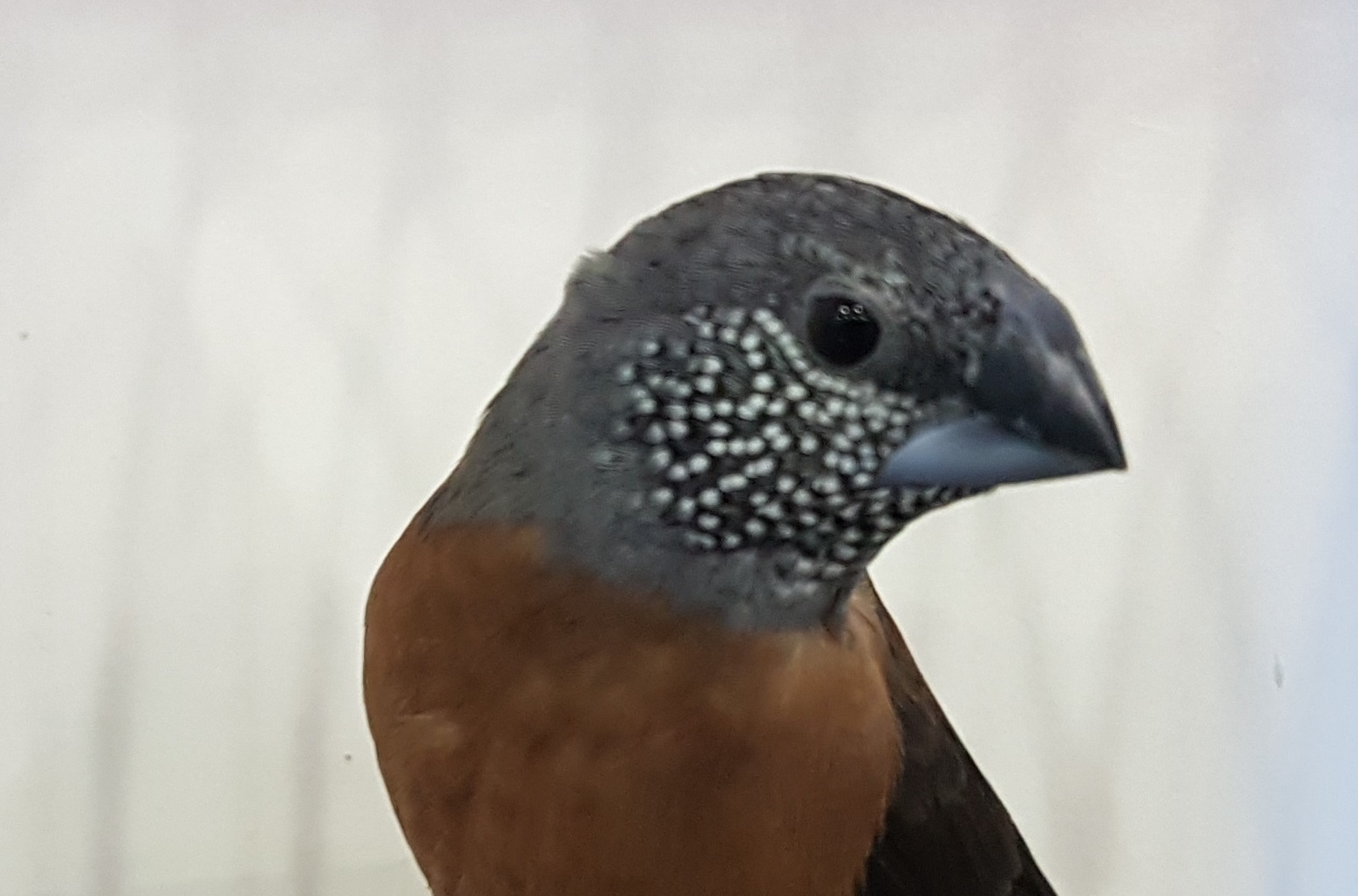 Pearl-headed (aka Grey-headed ) silverbill - Lonchura ( Odontospiza ) griseicapilla