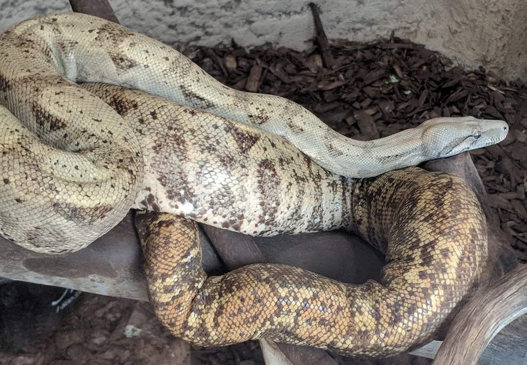 Pearl Island boa (Boa constrictor sabogae)