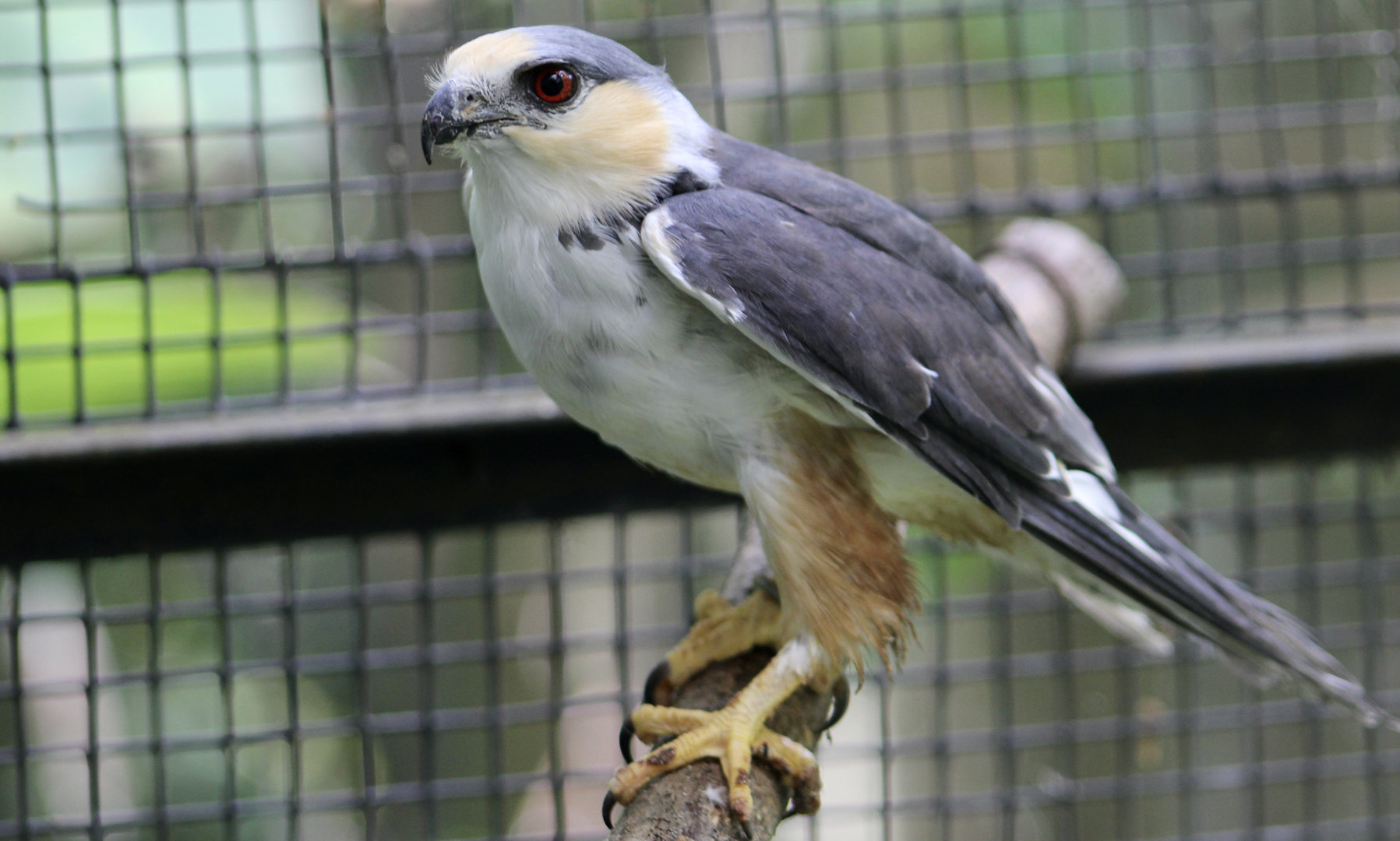 Pearl Kite (Gampsonyx swainsonii leonae) - the smallest raptor in the Americas