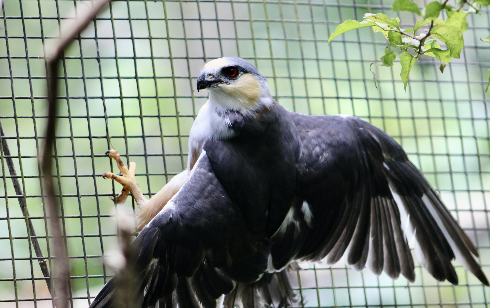 Pearl Kite (Gampsonyx swainsonii leonae) - the smallest raptor in the Americas