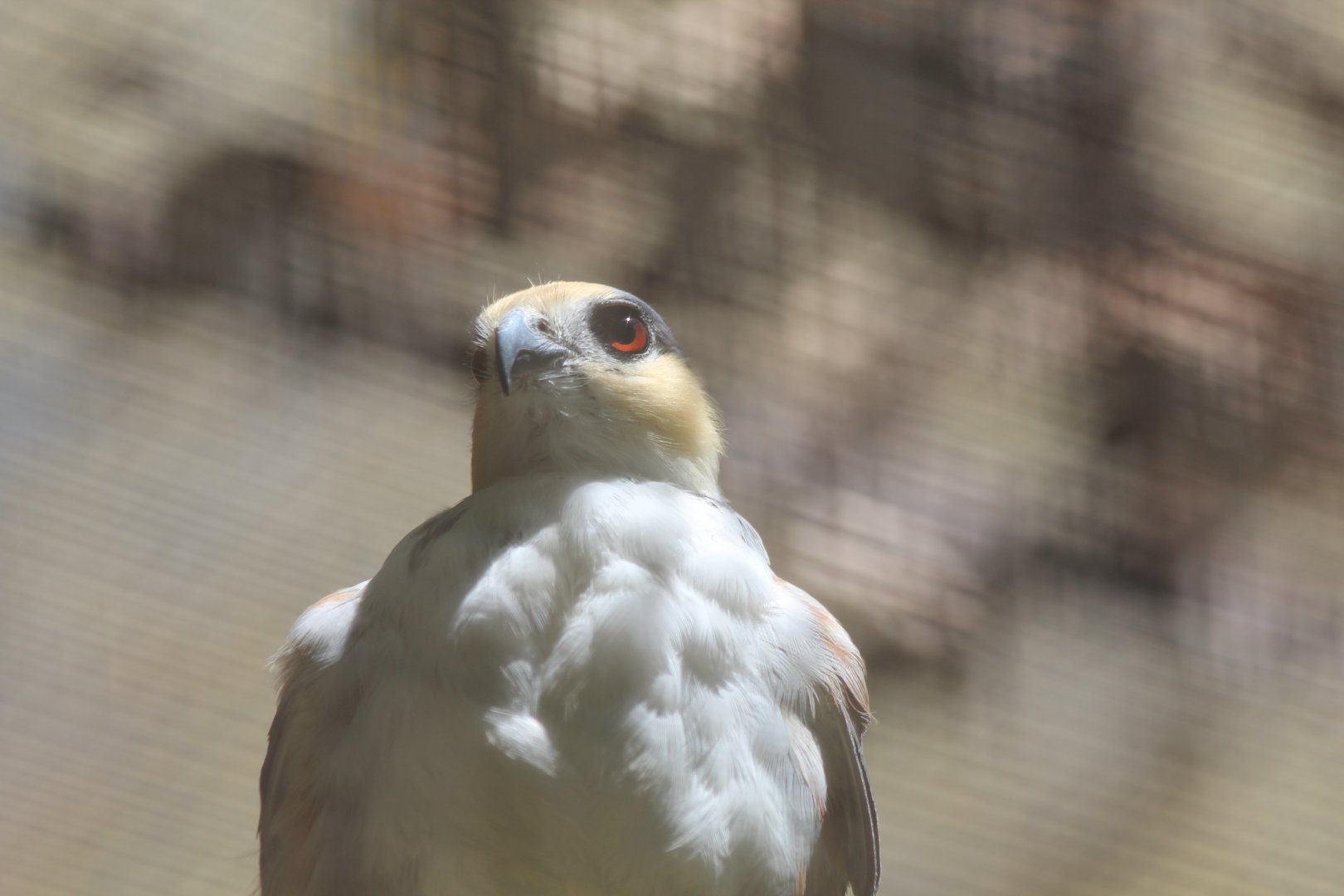 Pearl Kite -Mar 2019