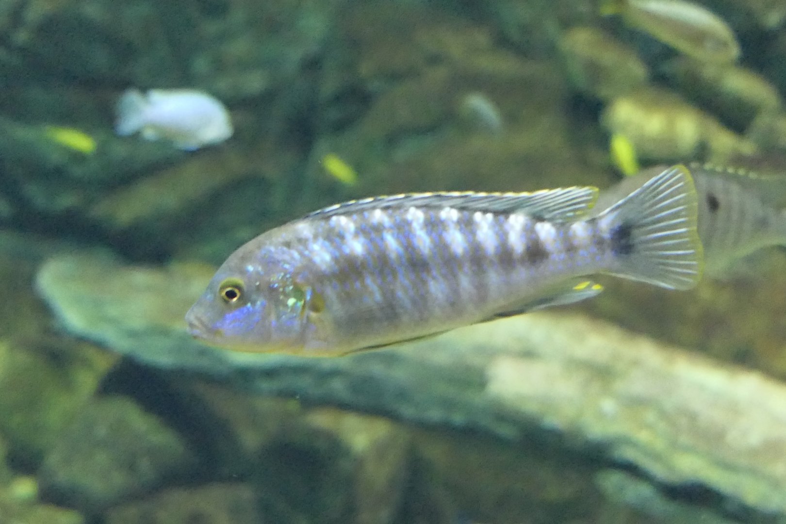 Pearl of Likoma (Labidochromis joanjohnsonae) - Lake Biwa Museum
