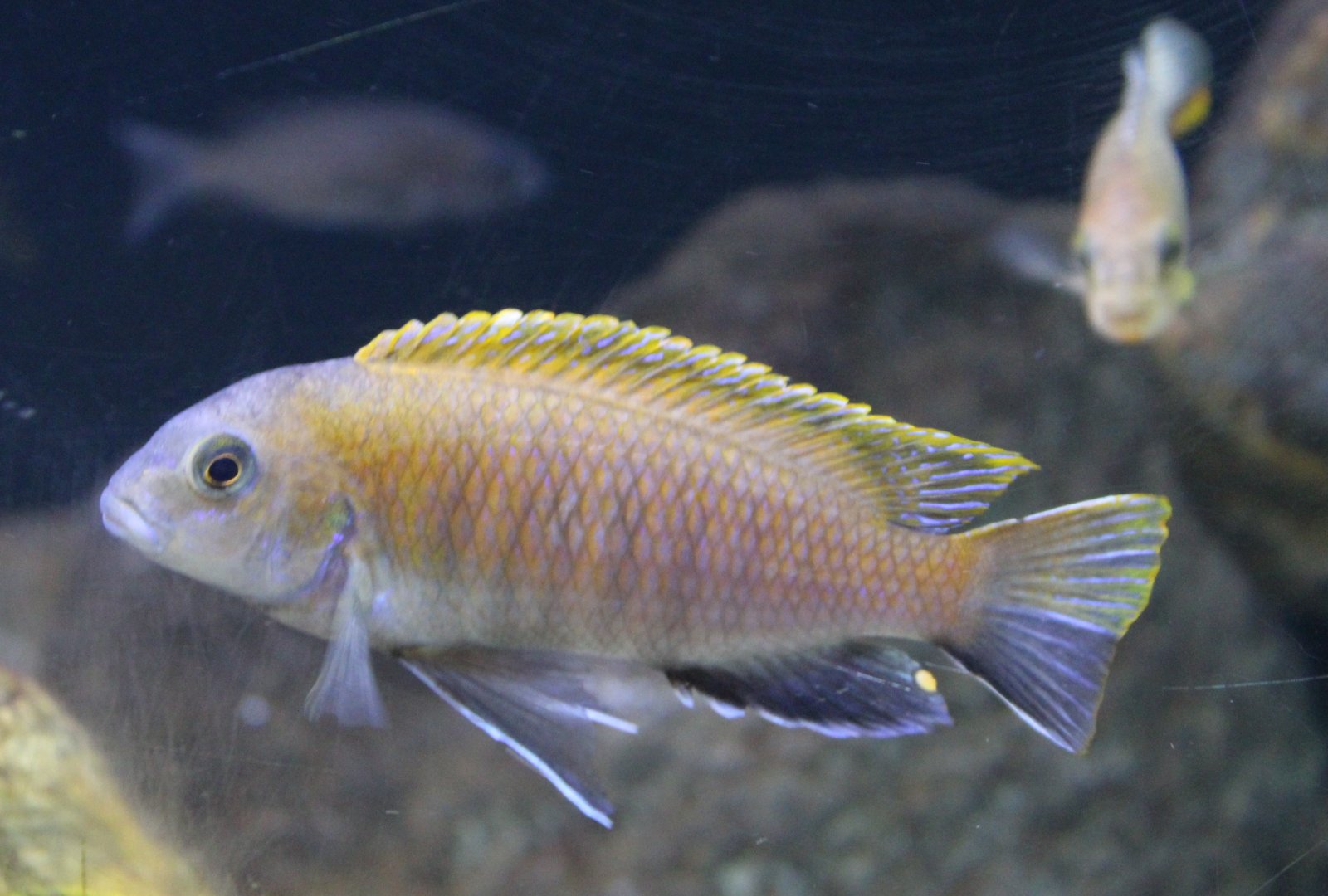 Pearl of Tanzania -  Labidochromis perlmutt