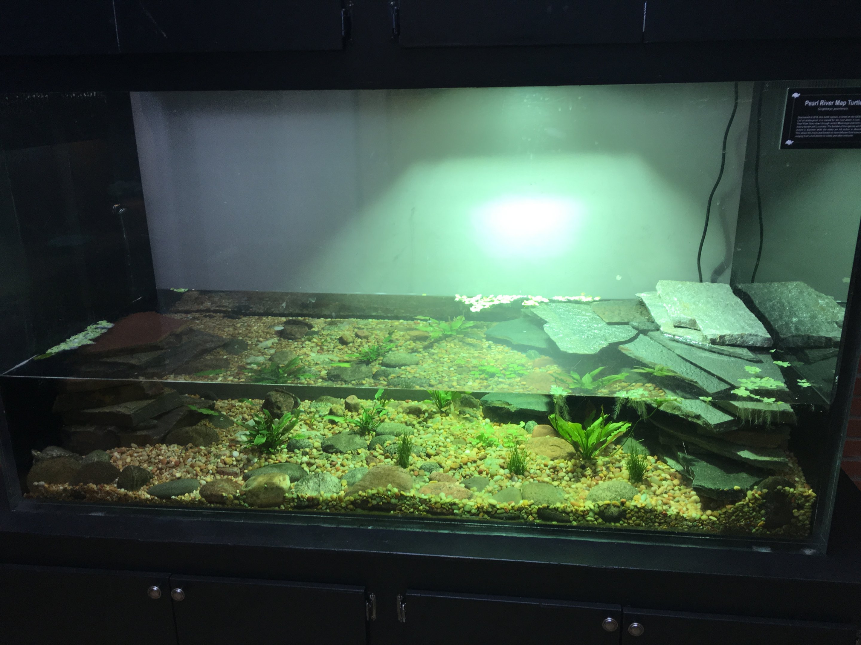 Pearl River map turtle exhibit