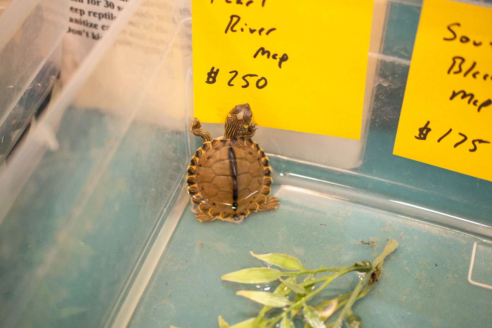 Pearl River Map Turtle- Graptemys pearlensis