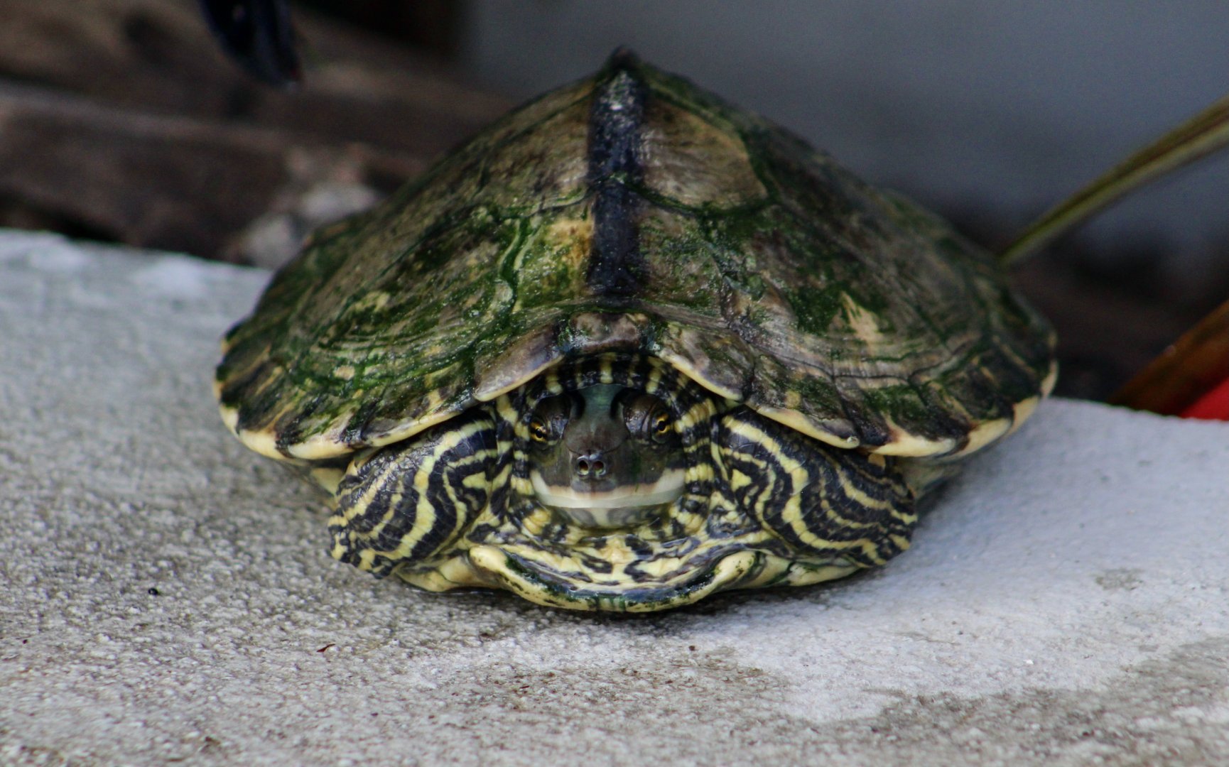 Pearl River Map Turtle (Graptemys pearlensis)