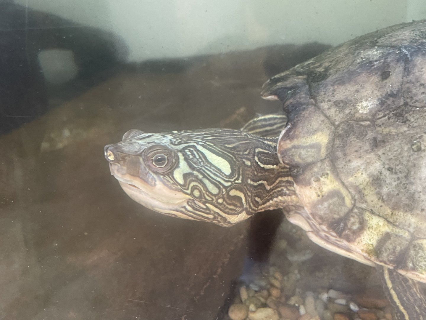 Pearl River Map Turtle