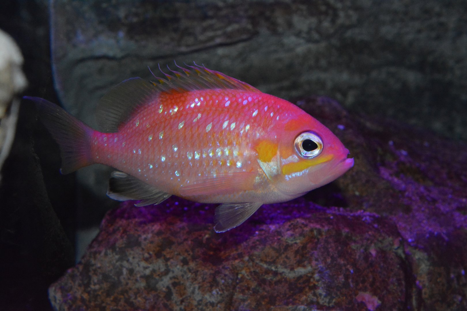 Pearl-spotted fairy basslet (Selenanthias analis)