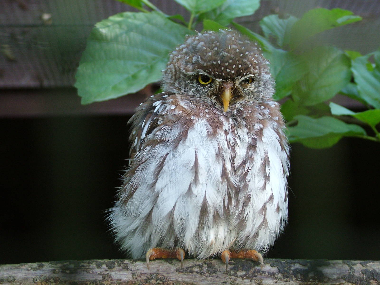 Pearl-spotted Owlet at Niendorf 05/09/07