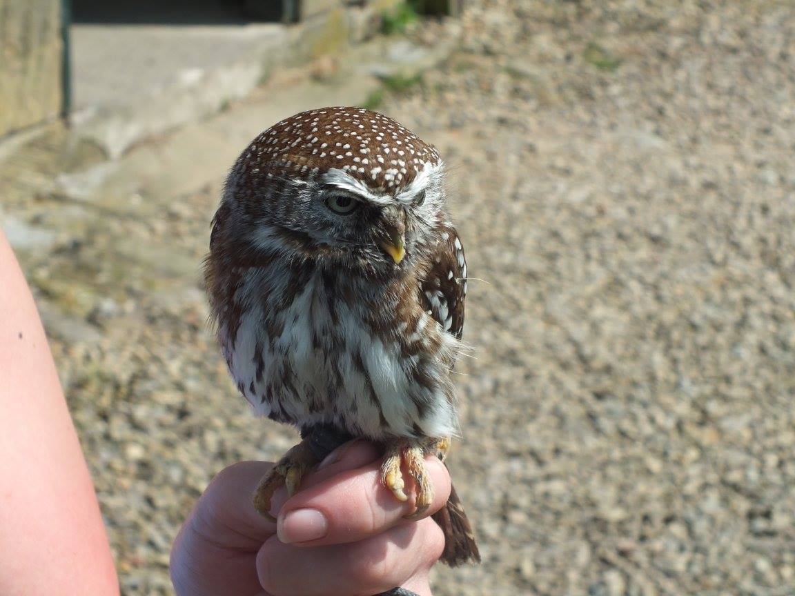 Pearl-spotted Owlet (Glaucidium perlatum) at Falconry Days