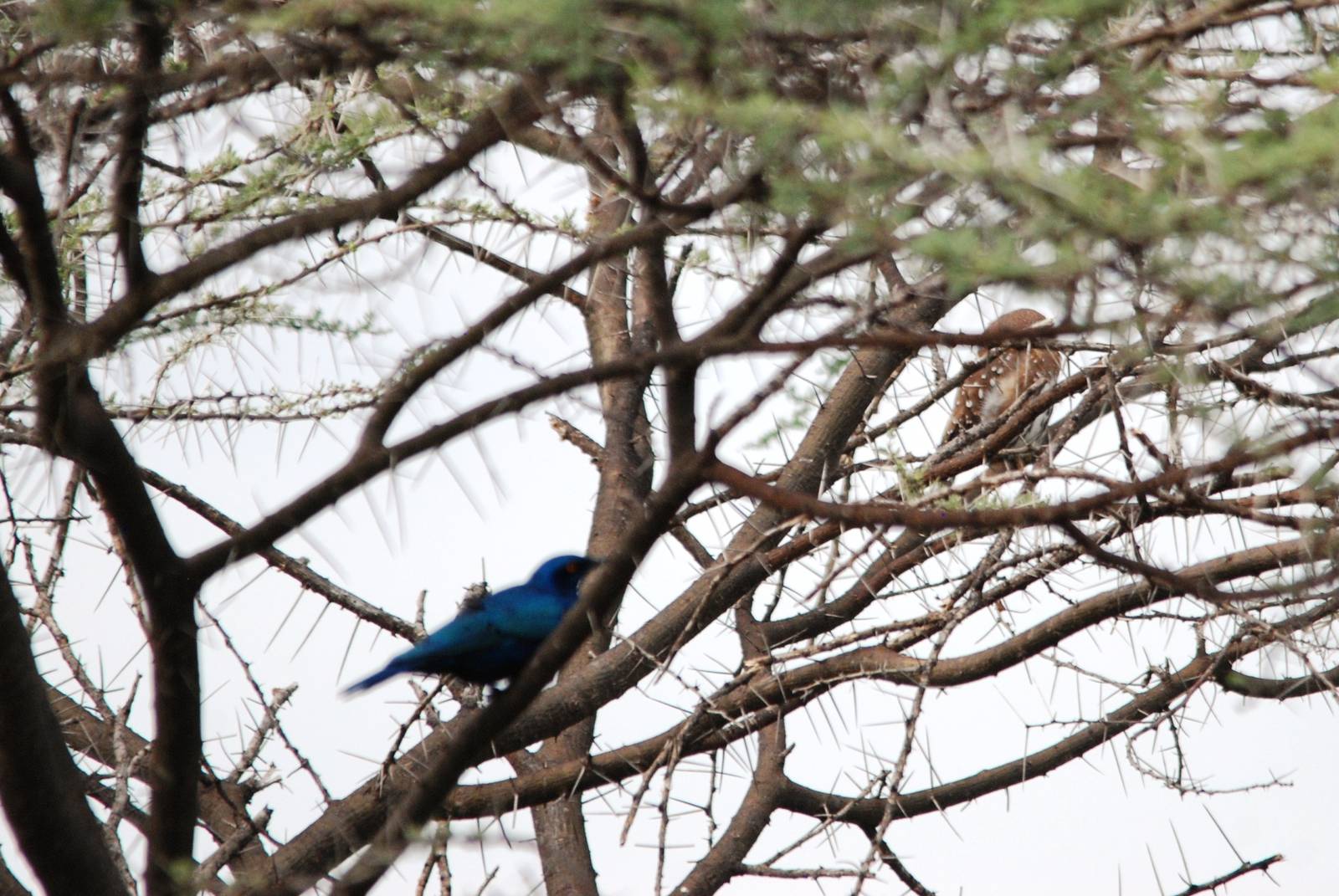 Pearl-spotted Owlet in Awash NP, 12/10/14