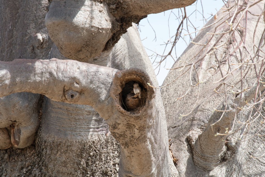 Pearl-spotted Owlet in Baobab