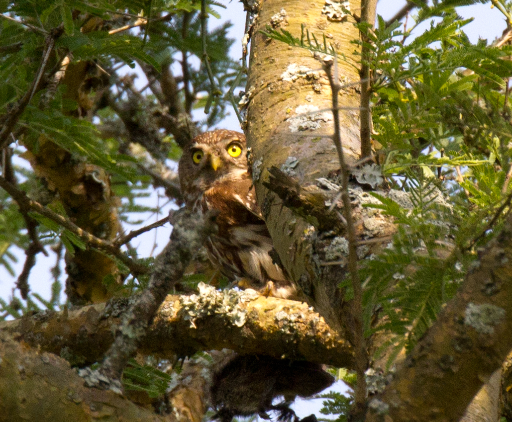 Pearl-spotted Owlet