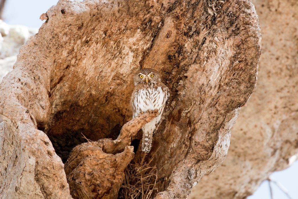Pearl-spotted Owlet