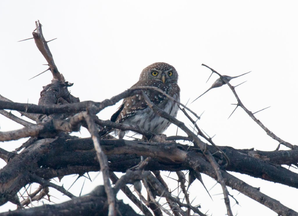 Pearl-spotted Owlet