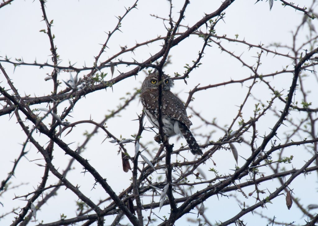 Pearl-spotted Owlet