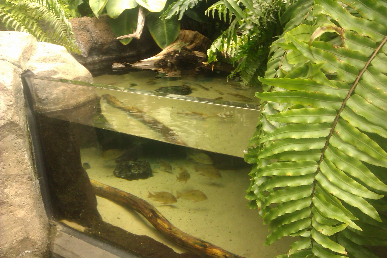 Pearl Stingray,Royal Panaque andBigtooth River Stingray Exhibit