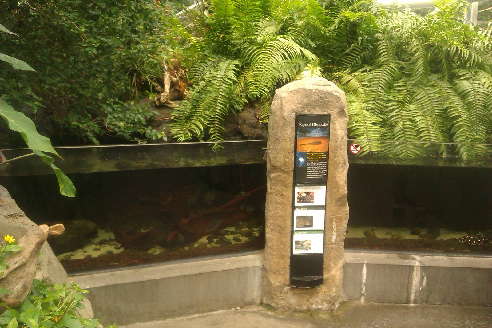 Pearl Stingray,Royal Panaque andBigtooth River Stingray Exhibit