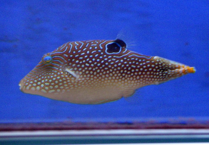 Pearl Toby (Canthigaster margaritata)