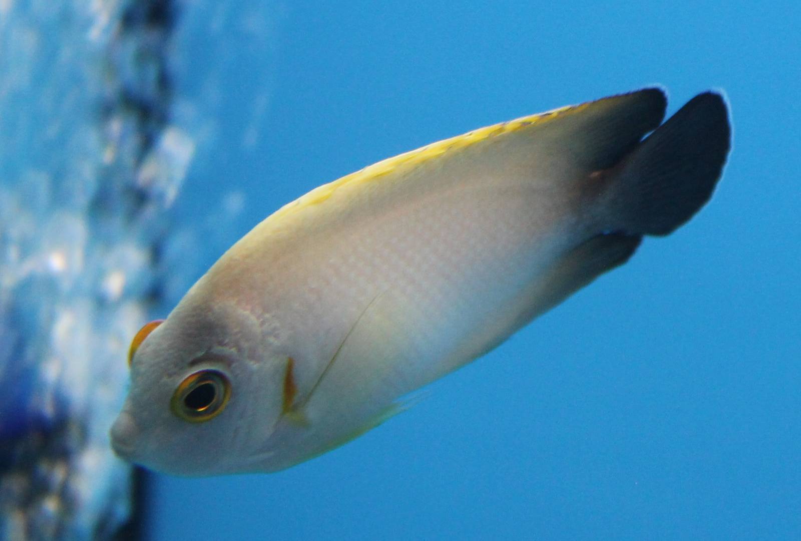 Pearlscale angelfish