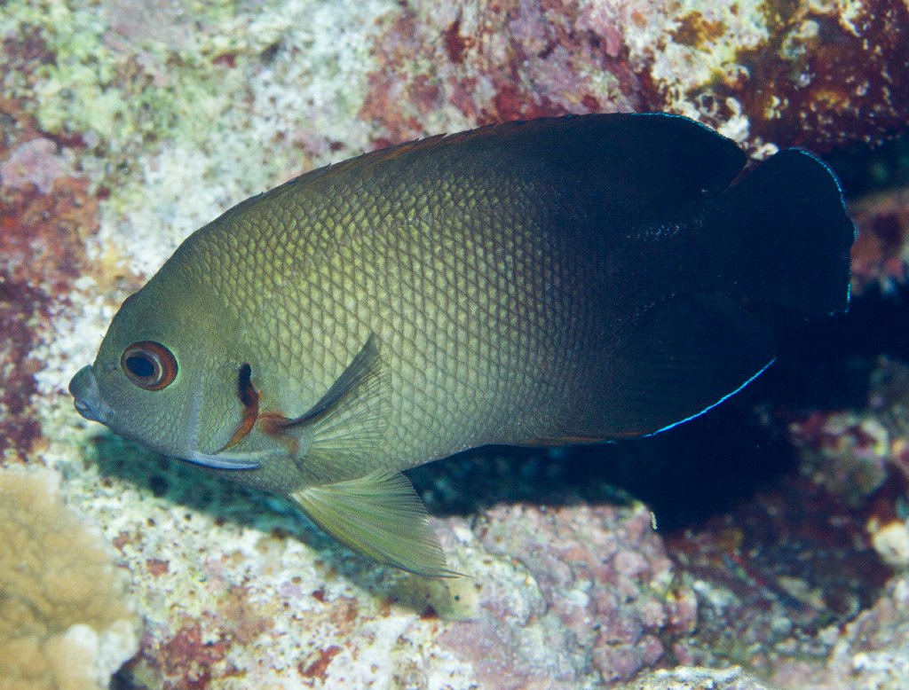 Pearlscale Angelfish