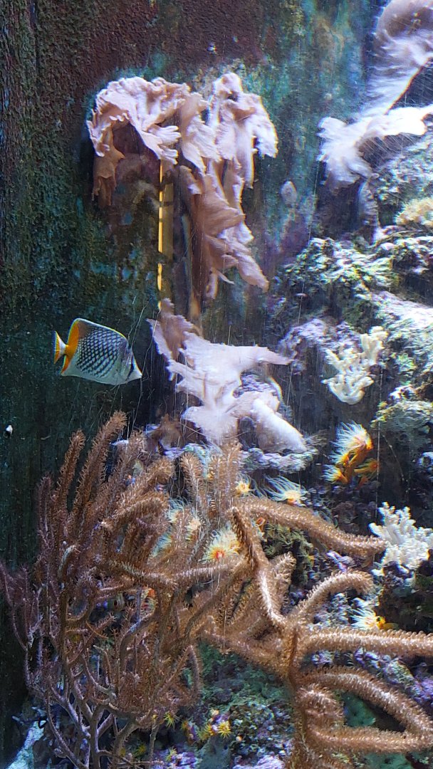 Pearlscale butterfly fish in Pacific Reef tank