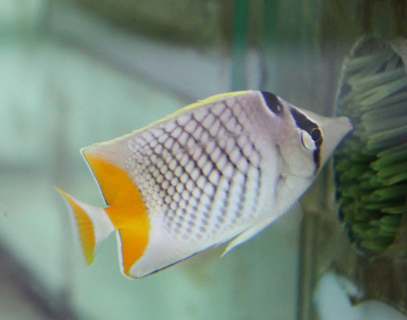 Pearlscale butterflyfish - Chaetodon xanthurus